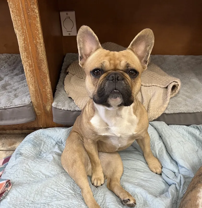 Jenny From Da Hood – French Bulldog puppy for sale in Bloomington, IL