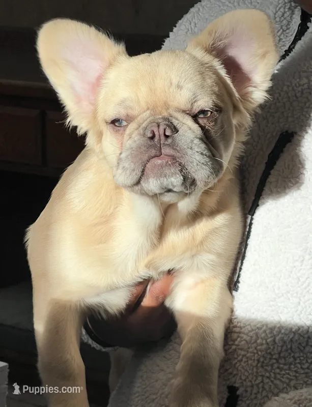 Maybelline – French Bulldog puppy for sale in Bloomington, IL