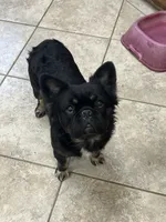 Magnus, a male French Bulldog for sale in Bloomington, IL – Photo 1 of 2