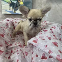 Maybelline, a female French Bulldog for sale in Bloomington, IL – Photo 2 of 3