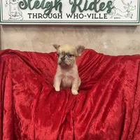 Maybelline, a female French Bulldog for sale in Bloomington, IL – Photo 3 of 3