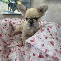 Maybelline, a female French Bulldog for sale in Bloomington, IL – Photo 1 of 3