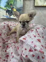 Maybelline, a female French Bulldog for sale in Bloomington, IL – Photo 1 of 3