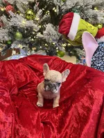 Russell, a male French Bulldog for sale in Bloomington, IL – Photo 2 of 3