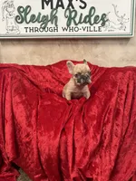 Russell, a male French Bulldog for sale in Bloomington, IL – Photo 3 of 3