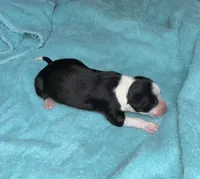 Beauty, a female Border Collie for sale in Henagar, AL – Photo 2 of 6