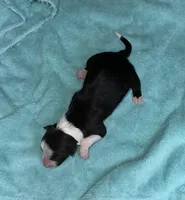 Beauty, a female Border Collie for sale in Henagar, AL – Photo 5 of 6