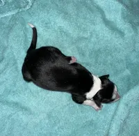 Beauty, a female Border Collie for sale in Henagar, AL – Photo 6 of 6