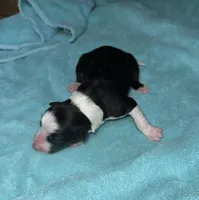 Beauty, a female Border Collie for sale in Henagar, AL – Photo 3 of 6