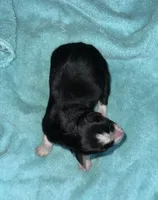 Jag, a male Border Collie for sale in Henagar, AL – Photo 5 of 5