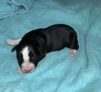 Jag, a male Border Collie for sale in Henagar, AL – Photo 3 of 5