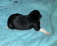 Jag, a male Border Collie for sale in Henagar, AL – Photo 4 of 5