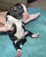 Jag, a male Border Collie for sale in Henagar, AL – Photo 2 of 5