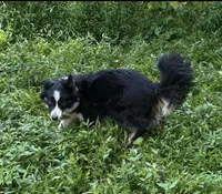 Bailey, a female Border Collie for sale in Henagar, AL – Photo 2 of 4