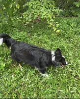 Bailey, a female Border Collie for sale in Henagar, AL – Photo 4 of 4