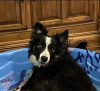 Bailey, a female Border Collie for sale in Henagar, AL – Photo 1 of 4