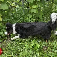 Bailey, a female Border Collie for sale in Henagar, AL – Photo 3 of 4