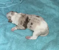 Stella, a female Border Collie for sale in Henagar, AL – Photo 2 of 7