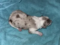 Stella, a female Border Collie for sale in Henagar, AL – Photo 4 of 7