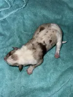 Stella, a female Border Collie for sale in Henagar, AL – Photo 7 of 7