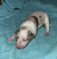 Stella, a female Border Collie for sale in Henagar, AL – Photo 6 of 7