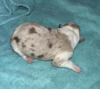 Stella, a female Border Collie for sale in Henagar, AL – Photo 1 of 7