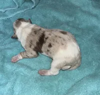 Stella, a female Border Collie for sale in Henagar, AL – Photo 5 of 7