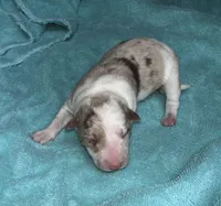 Stella, a female Border Collie for sale in Henagar, AL – Photo 3 of 7