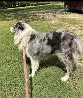 Blue, a male Border Collie for sale in Henagar, AL – Photo 6 of 6