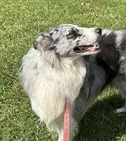 Blue, a male Border Collie for sale in Henagar, AL – Photo 1 of 6