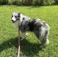Blue, a male Border Collie for sale in Henagar, AL – Photo 5 of 6
