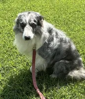 Blue, a male Border Collie for sale in Henagar, AL – Photo 2 of 6