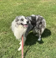Blue, a male Border Collie for sale in Henagar, AL – Photo 4 of 6