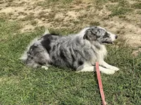 Blue, a male Border Collie for sale in Henagar, AL – Photo 3 of 6