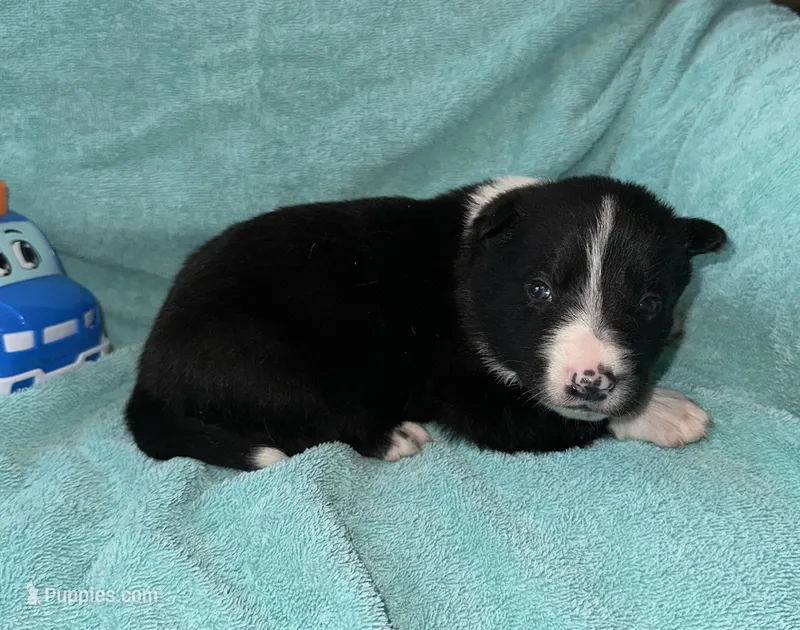 Ruger – Border Collie puppy for sale in Henagar, AL