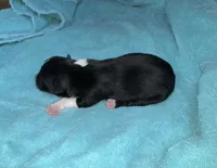 Ruger, a male Border Collie for sale in Henagar, AL – Photo 3 of 4