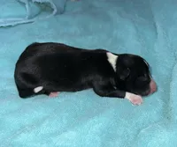 Ruger, a male Border Collie for sale in Henagar, AL – Photo 2 of 4