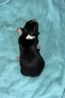 Ruger, a male Border Collie for sale in Henagar, AL – Photo 4 of 4