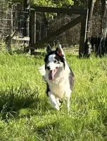 Rosie, a female Border Collie for sale in Henagar, AL – Photo 3 of 4