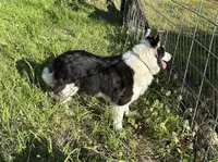 Rosie, a female Border Collie for sale in Henagar, AL – Photo 4 of 4
