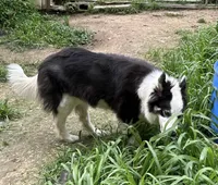 Rosie, a female Border Collie for sale in Henagar, AL – Photo 2 of 4