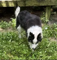 Rosie, a female Border Collie for sale in Henagar, AL – Photo 1 of 4