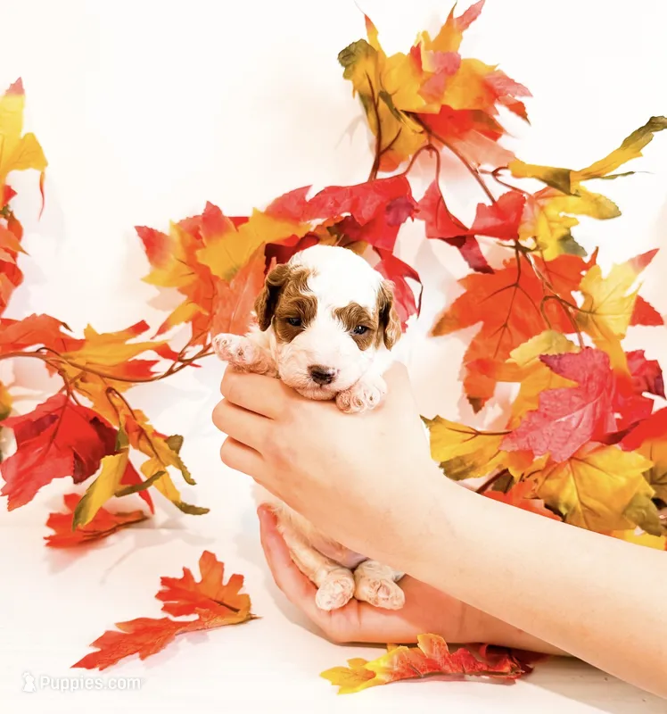 Crow  – Poodle - Miniature  puppy for sale in Orlando, FL