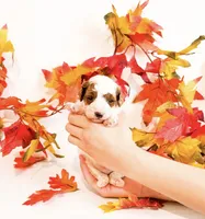 Crow , a male Poodle - Miniature  for sale in Orlando, FL – 1 of 2