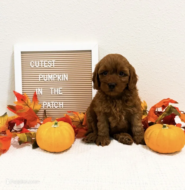 Ms Tuesday – Miniature Goldendoodle puppy for sale in Orlando, FL