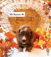 Bacon , a male Miniature Goldendoodle for sale in Orlando, FL – 1 of 1