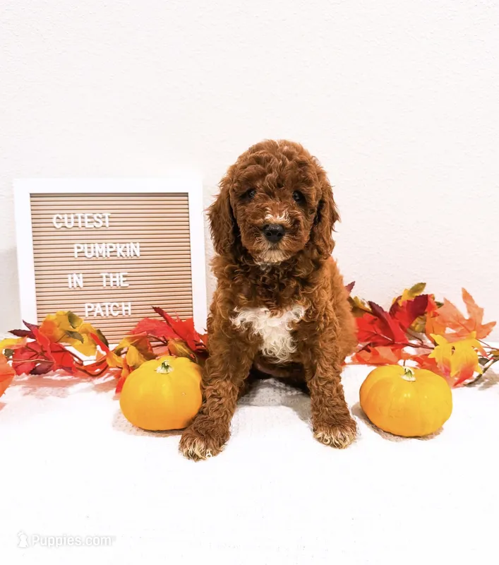 Pancake  – Miniature Goldendoodle puppy for sale in Orlando, FL