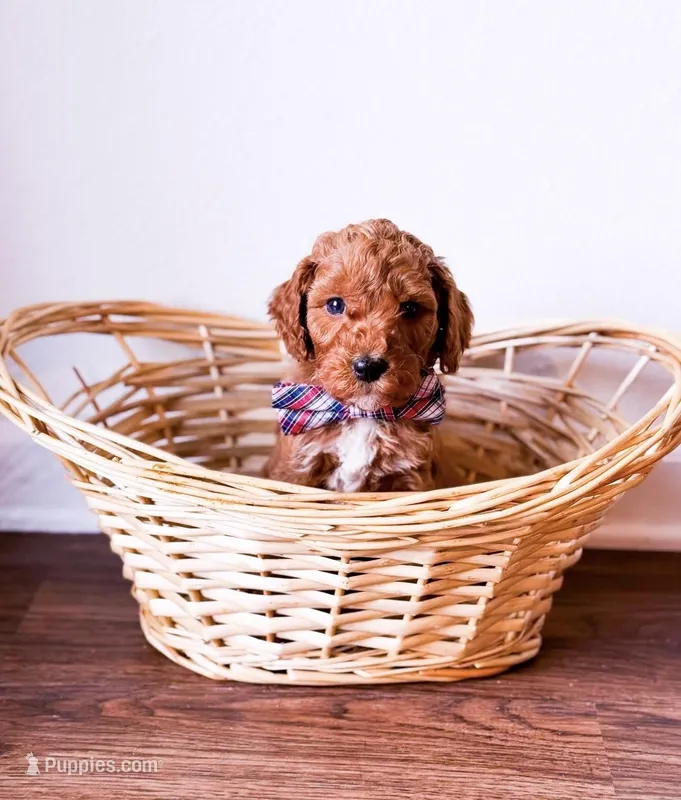 Mango  – Goldendoodle puppy for sale in Orlando, FL