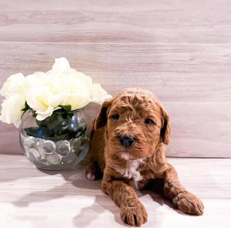 Mango  – Goldendoodle puppy for sale in Orlando, FL