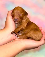 Mango , a male Goldendoodle for sale in Orlando, FL – Photo 2 of 2